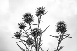 Chardon noir et blanc - tableau plante