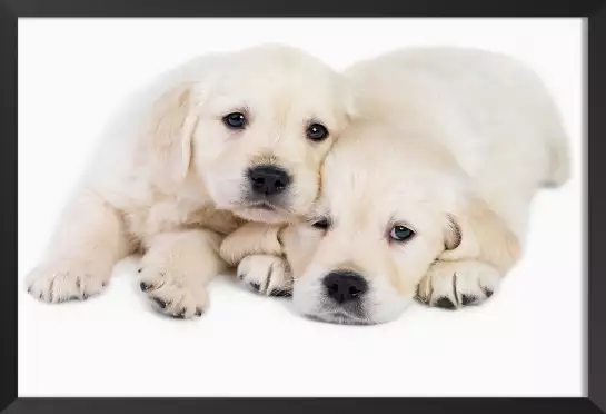 Tendresse canine - poster chiot