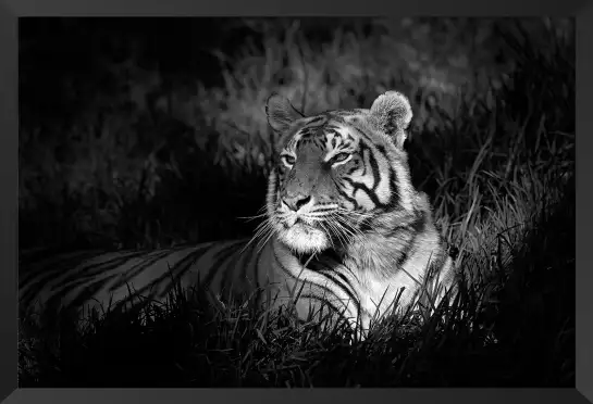 Elegance sauvage - poster tigres