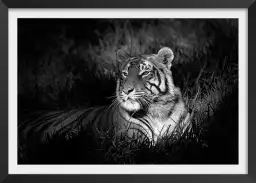 Elegance sauvage - poster tigres