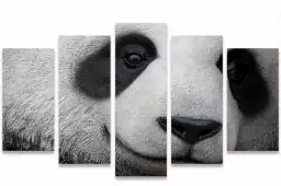 Pandi panda - affiche animaux