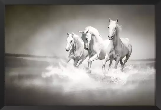 Trio au galop - posters chevaux