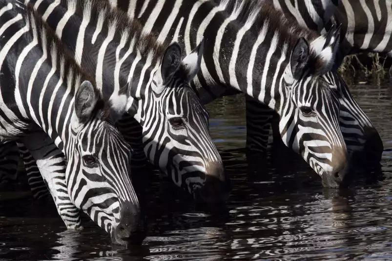 Zèbres se désaltérant - affiche animaux