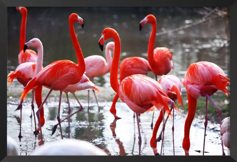 Flamants roses - image oiseaux