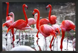 Flamants roses - image oiseaux