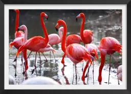 Flamants roses - image oiseaux