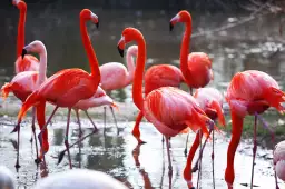 Flamants roses - image oiseaux