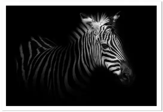 Zebre de profil - affiche animaux