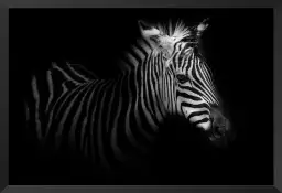 Zebre de profil - affiche animaux