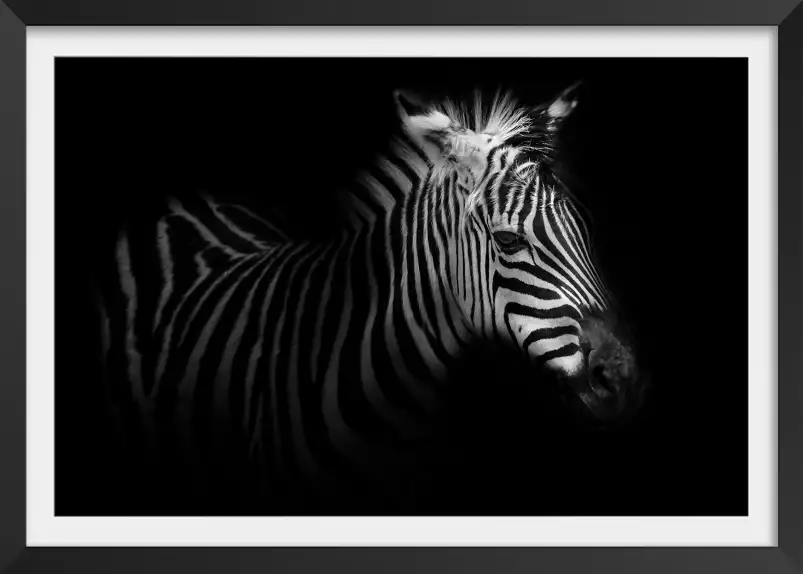 Zebre de profil - affiche animaux