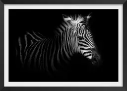 Zebre de profil - affiche animaux