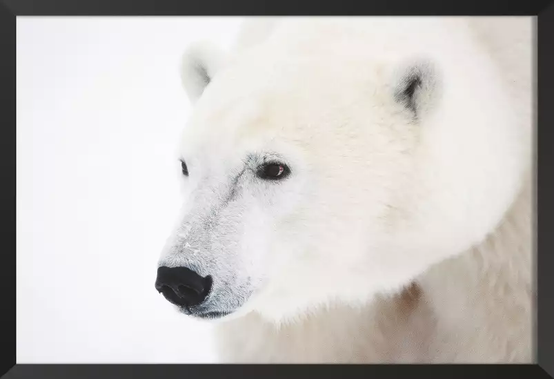 Ours blanc polaire - tableau animaux