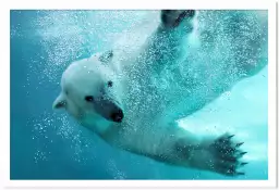Ours blanc en plein plongeon - tableau animaux