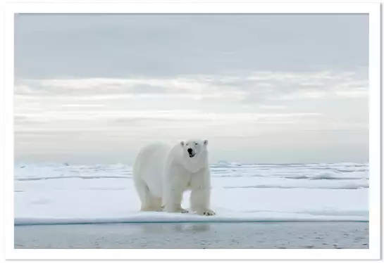 Ours blanc sur la banquise - tableau animaux