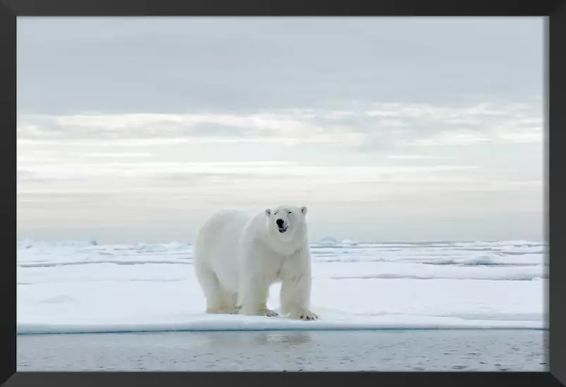 Ours blanc sur la banquise - tableau animaux