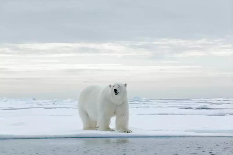 Ours blanc sur la banquise - tableau animaux