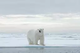 Ours blanc sur la banquise - tableau animaux