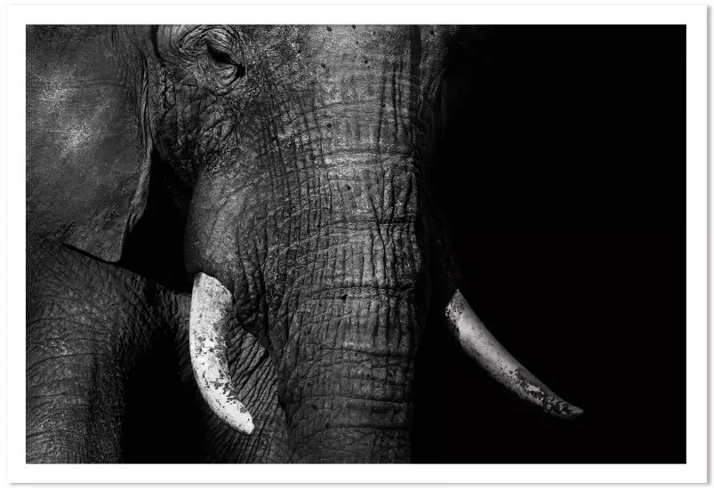 Elephant africana - tableau elephant