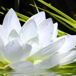 Ambiance Zen et Fleur de Lotus  - tableau pas cher