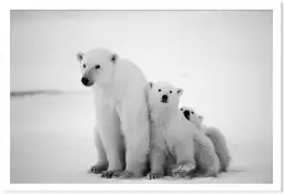 Family polar bear - affiche animaux