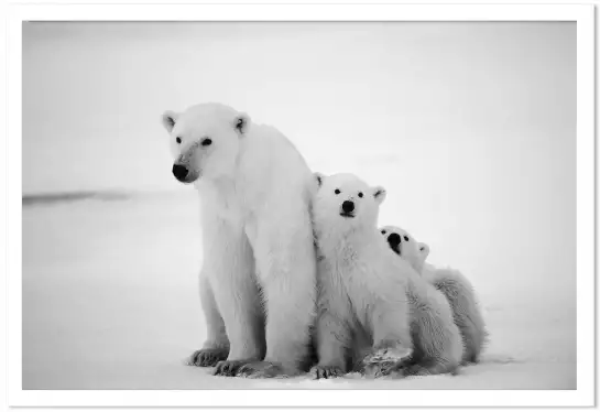 Family polar bear - affiche animaux