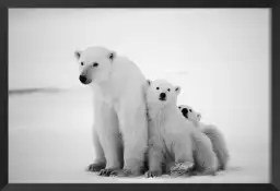 Family polar bear - affiche animaux