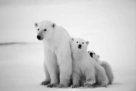 Family polar bear - affiche animaux