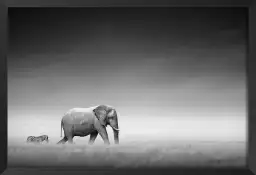 Artistic processing - tableau elephant