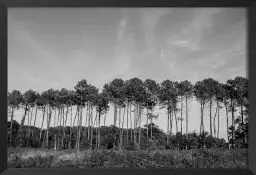 Pinède - affiche de foret