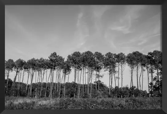 Pinède - affiche de foret