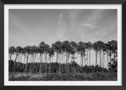 Pinède - affiche de foret