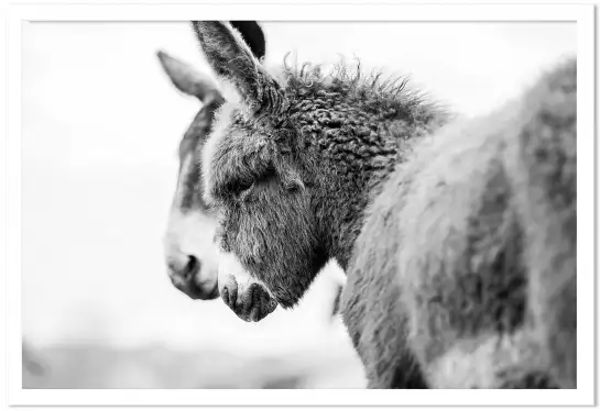 Têtus comme deux ânes - portrait animaux