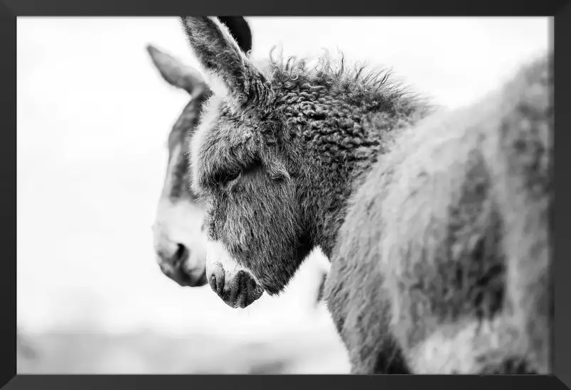 Têtus comme deux ânes - portrait animaux