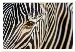 Suture - poster zebre
