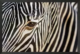 Suture - poster zebre