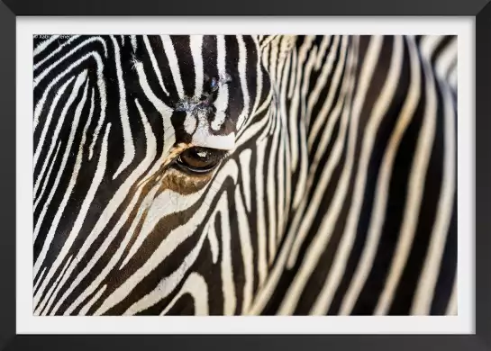 Suture - poster zebre