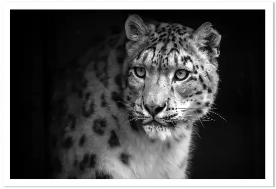 Le regard - portrait animaux