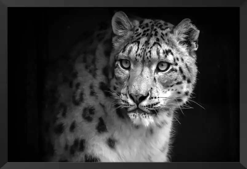 Le regard - portrait animaux