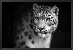 Le regard - portrait animaux