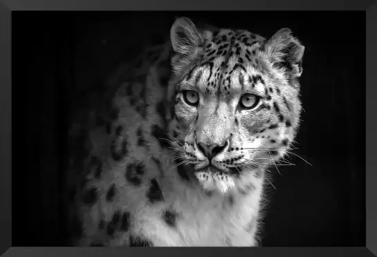 Le regard - portrait animaux