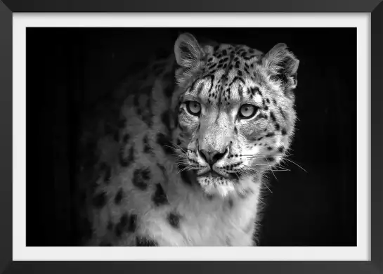 Le regard - portrait animaux