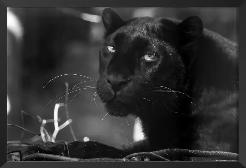 La panthère - portrait animaux