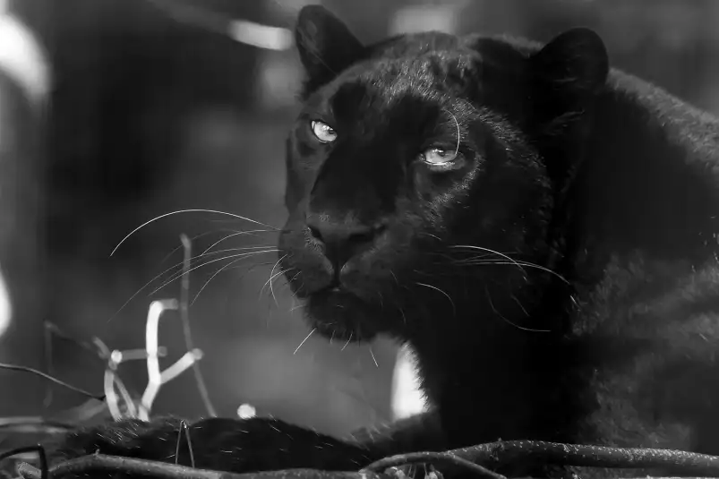 La panthère - portrait animaux