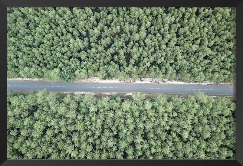 Infinitude de la forêt landaise - affiche sud ouest