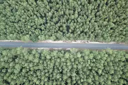 Infinitude de la forêt landaise - affiche sud ouest