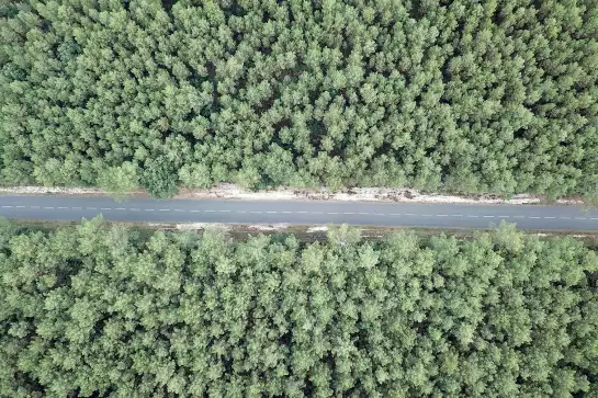 Infinitude de la forêt landaise - affiche sud ouest