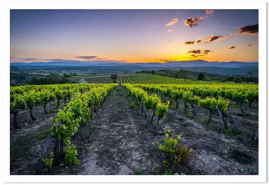 Vineyard - tableau paysage