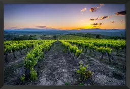 Vineyard - tableau paysage