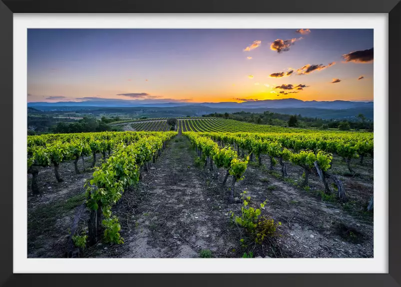 Vineyard - tableau paysage