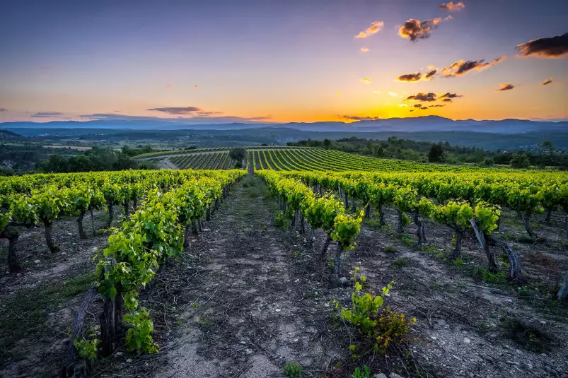 Vineyard - tableau paysage